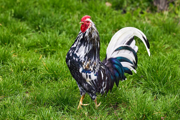 domestic feathered bird motley cockerel on green grass
