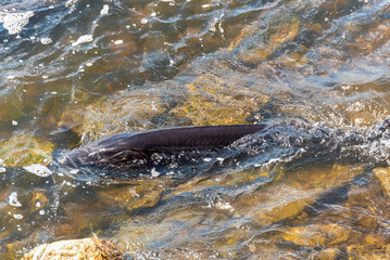Fototapeta premium Strugeon Spawning In Spring At The Fox River Dam And Rapids In De Pere, Wisconsin