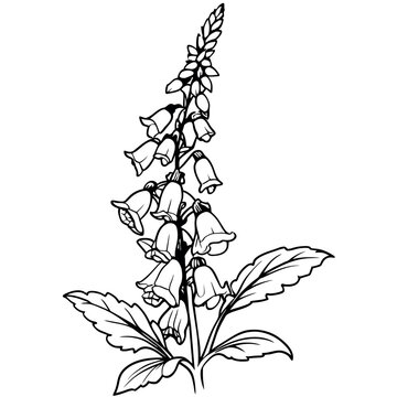 black and white foxglove plant drawing clip art preview
