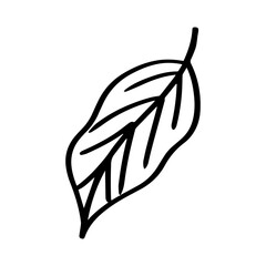 illustration of a leaf