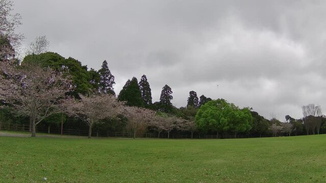 公園の広場に舞う桜の花びら