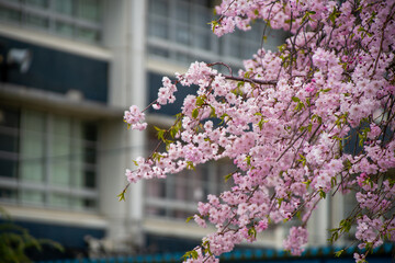 学校の校舎と満開の桜