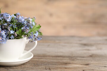 Beautiful forget-me-not flowers in cup and saucer on wooden table, closeup. Space for text