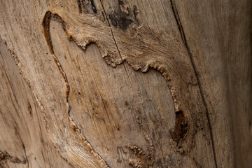 The wood grain is rough and has a lot of texture - Powered by Adobe