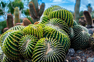 A bunch of cactus plants with green leaves and spines. The plants are arranged in a way that they...