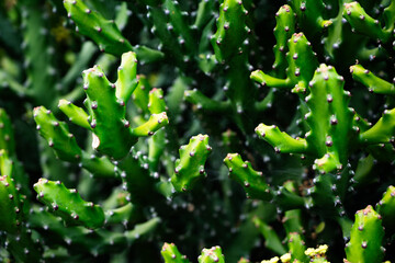 A close up of a green cactus with many spines. The cactus is full of life and he is thriving in its...