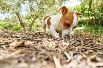 Funny playful Jack Russell Terrier dog playing in the garden. Little dog digging a hole in the ground.