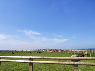 Animal farm in Leicester, UK, green lawn, blue sky and white clouds, pasture railings, animals playing freely and happily