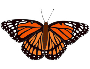 Hand drawn orange butterfly isolated on white background. Butterfly cartoon element top view for stickers, prints, cards, banners, signs, etc.