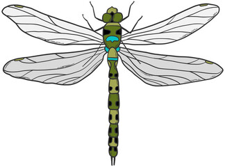 hand drawn dragonfly for posters, prints, cards, stickers, tattoos, sublimation, etc