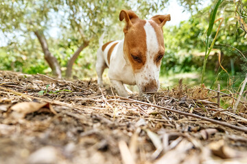 Funny playful Jack Russell Terrier dog playing in the garden. Little dog digging a hole in the...