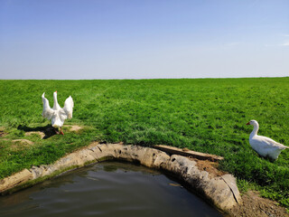 Animal farm in Leicester, UK, green lawn, blue sky and white clouds, pasture railings, animals...