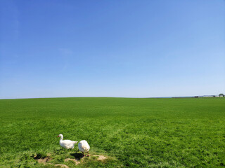 Animal farm in Leicester, UK, green lawn, blue sky and white clouds, pasture railings, animals playing freely and happily © chuangxin