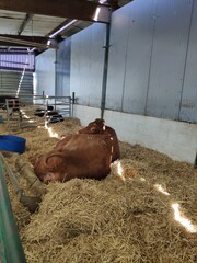 Animal farm in Leicester, UK. The animals eat hay and food in their pens and are happy to see...