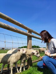Animal farm in Leicester, UK, green lawn, blue sky and white clouds, pasture railings, animals...