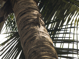 Chameleon on a coconut tree