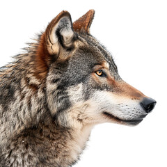 Fototapeta premium Wolf face shot side view on isolated transparent background