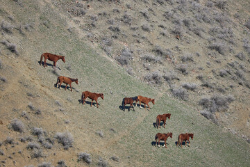a herd of horses grazing freely, going down the hillside. Livestock on free range. Mountain slope....