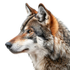 Fototapeta premium Wolf face shot side view on isolated transparent background