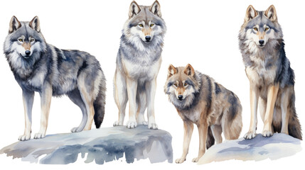 A pack of four wolves standing on a rock in the snow in isolated on transparent background