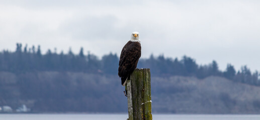 Majestic eagle on trunk overlooking the sea.