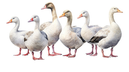 A group of geese standing in a row, looking at the camera in isolated on transparent background