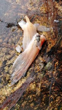 House fly is eating dirty fish fin. Example of unhygienic place in kitchen, restaurant, fish market etc. This insect is responsible for spreading cholera, diarrhoea, anthrax, leprosy