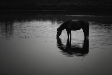 A black and white photograph of a horse standing by a trough and drinking water