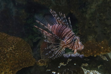 The red lion fish in water