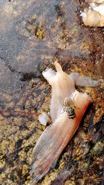 House fly is eating dirty fish fin. Example of unhygienic place in kitchen, restaurant, fish market etc. This insect is responsible for spreading cholera, diarrhoea, anthrax, leprosy