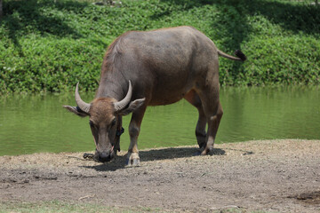 The buffalo is stay in nature garden near the canal at thailand