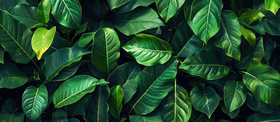 Tropical green leaves arranged creatively with space for text. Representing the beauty of spring in nature. Top-down view.