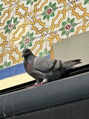 Pigeon with tiles in background - Portugal