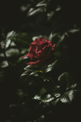 Flor rosa