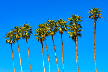 Giant palm trees (Washingtonia robusta) on the beach in Santa Barbara, California (USA) on a sunny...
