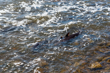 Obraz premium Strugeon Spawning In Spring At The Fox River Dam And Rapids In De Pere, Wisconsin