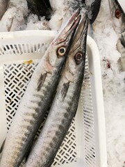 Obtuse barracuda fish fresh in ice sell on supermarket.