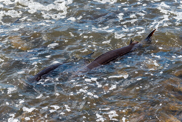 Strugeon Spawning In Spring At The Fox River Dam And Rapids In De Pere, Wisconsin