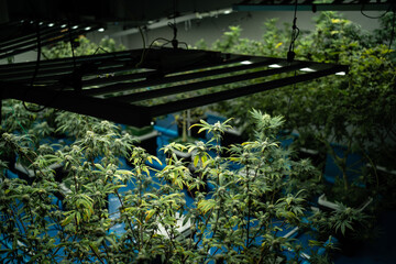 A greenhouse with many plants, including marijuana plants. The plants are growing in a controlled environment, with lights shining on them. Scene is one of growth and cultivation
