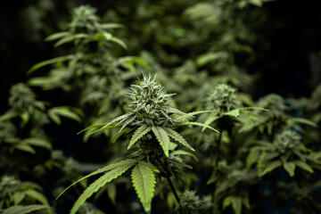 A close up of a marijuana plant with a blue sky in the background