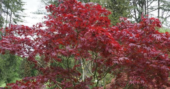 Acer palmatum 'Bloodgood' - Erable palmé au feuillage rouge sang tremblant au vent