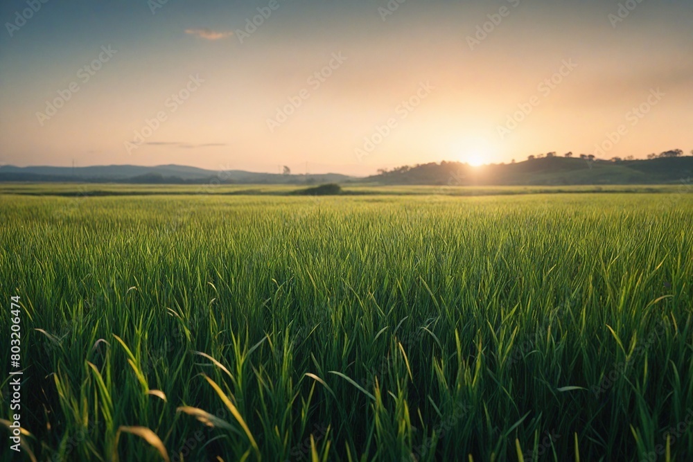 Canvas Prints field of wheat