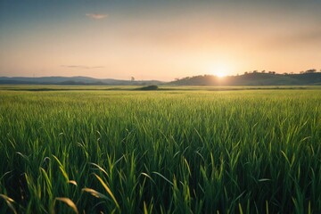 field of wheat