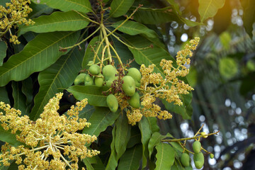 Young fruits and mango flowers on the tree. Soft and selective focus.