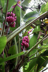 exotic pink banana fruit grows in the jungle