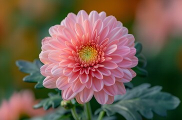Light pink dahlia flower in full bloom with blurred background
