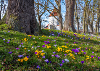 Spring scenic with crocus flowers in a park