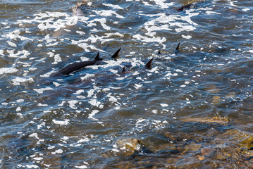 Obraz premium Strugeon Spawning In Spring At The Fox River Dam And Rapids In De Pere, Wisconsin