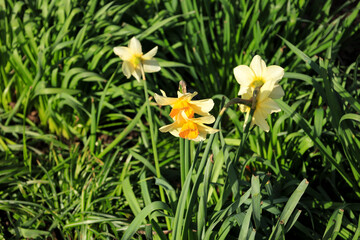 Colorful yellow Narcissus in the garden