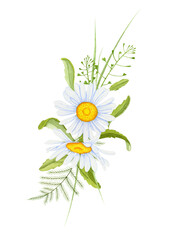 Watercolor chamomile flowers. Decorative element for a greeting card. Watercolor daisy flowers.
